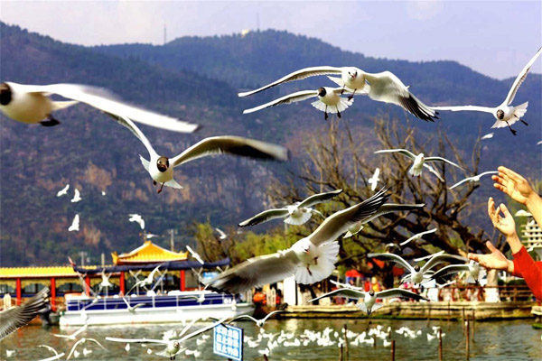 1621844628840697.jpg 昆明.jpg